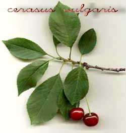 cerasus vulgaris