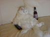 What_Cats_Do_While_You__re_Gone.jpg