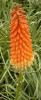 Kniphofia_uvaria.jpg