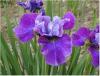 iris.jpg