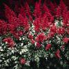 Astilbe.jpg