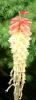 red_hot_poker.jpg