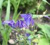 columbine_smaller.jpg