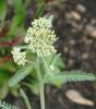 yarrow.jpg