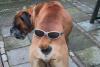 Boxer.jpg