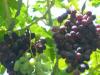 Khaghogh___Completely_FREE_from_my_granpa__s_Garden.jpg